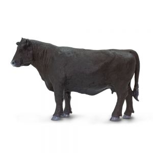 Angus Cow