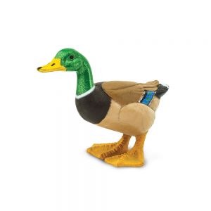 Mallard Duck