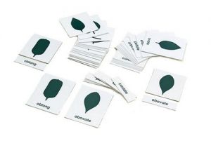 Botany Cabinet Nomenclature Cards