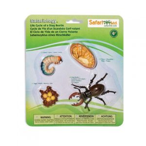 Life Cycle of a Beetle