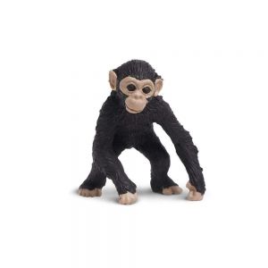Chimp