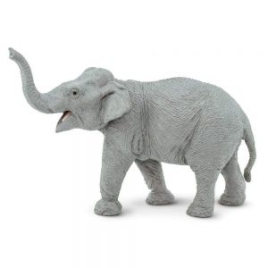 Asian Elephant