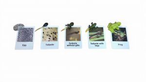 Life Cycle of Frog with Cards