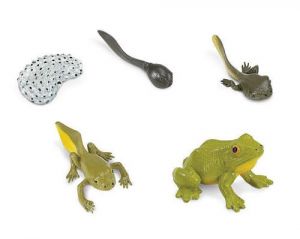 Life Cycle - Frog - Objects Only