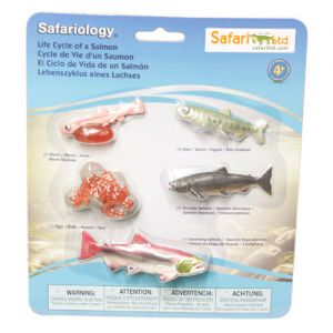 Life Cycle of a Salmon