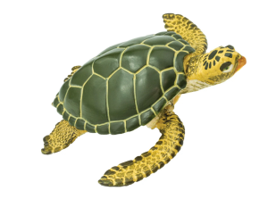 Green Sea Turtle