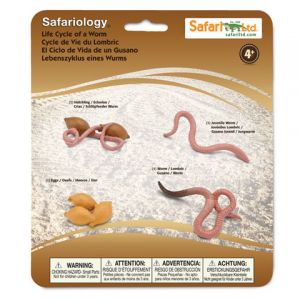 Life Cycle of a Worm